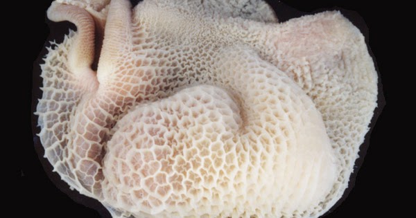 Tổ ong bò tươi ngon làm sạch - 260k/kg