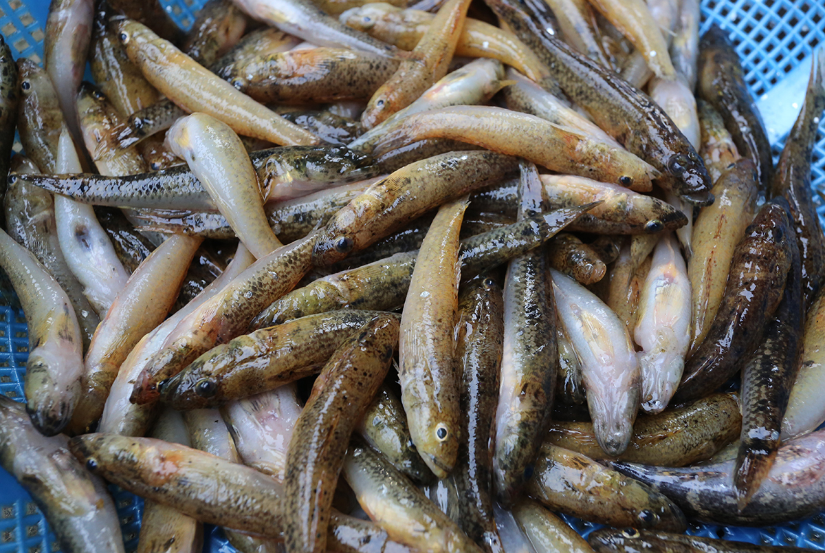 Cá bống tươi mua ở đâu? Giá bao nhiêu?