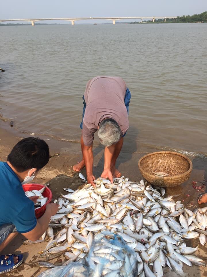 Đôi điều về cá mòi