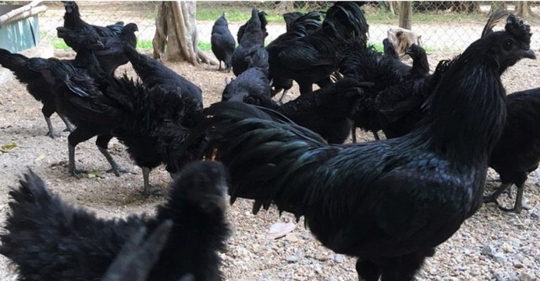 Gà den Hmong thuần chủng bán ở Hà Nội - 220k/kg