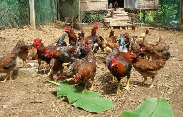 Cửa hàng bán Gà ta thả vườn ăn thóc ngô sạch