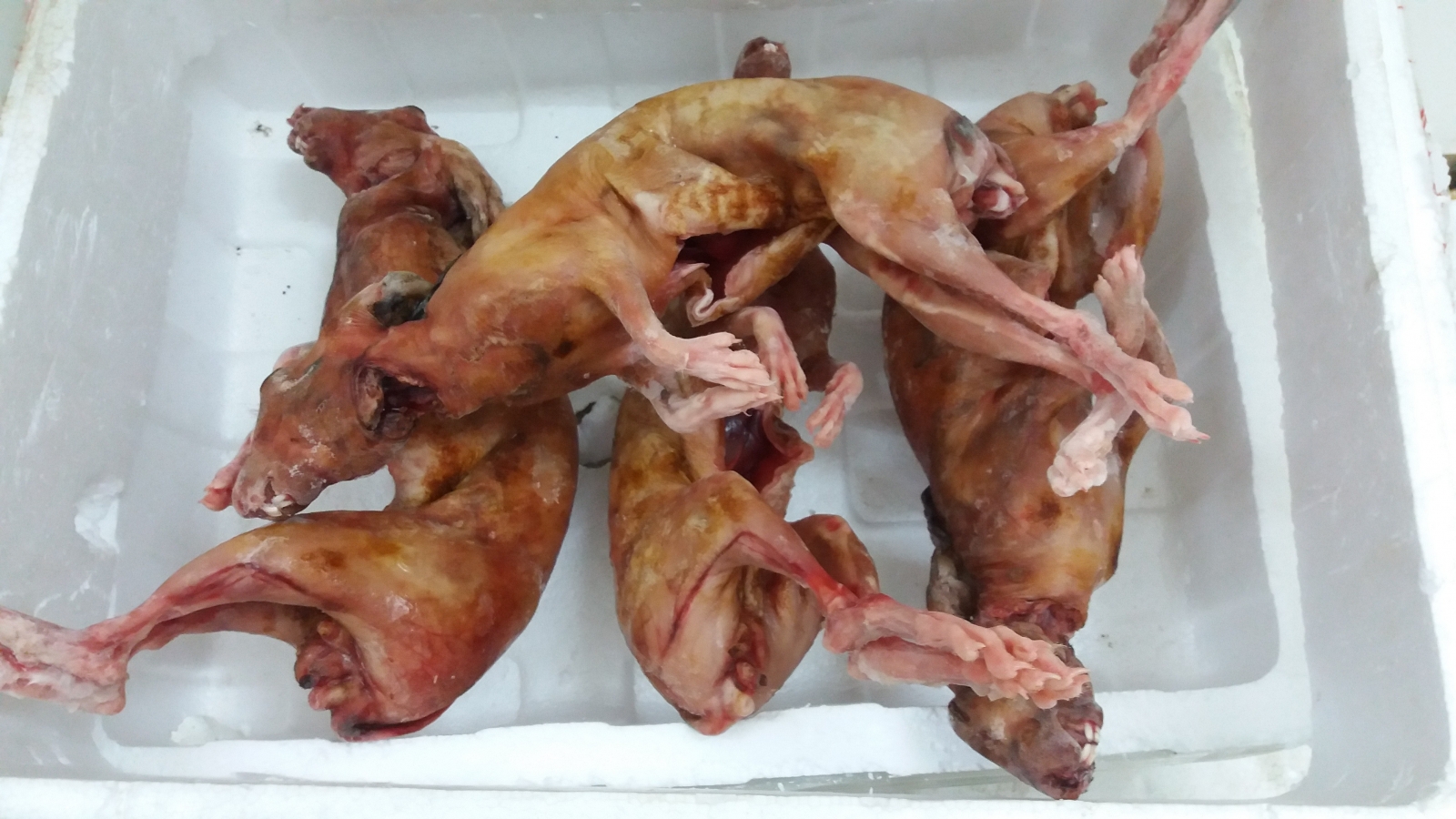 Thịt thỏ có tác dụng gì?