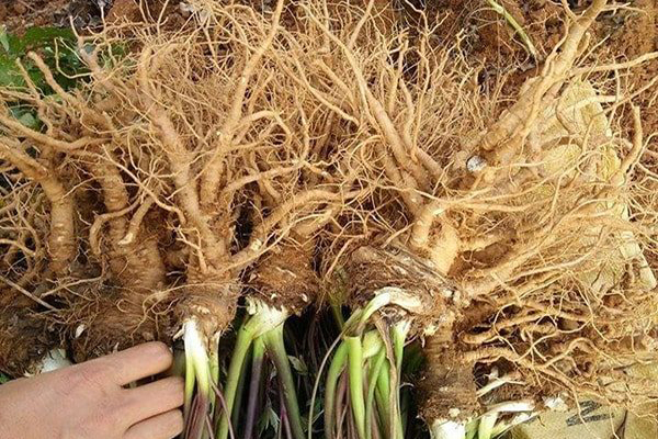 Sâm Đương Quy 180k/kg