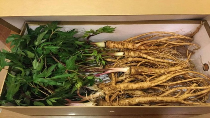 Lợi ích của sâm Đương Quy đối với sức khỏe