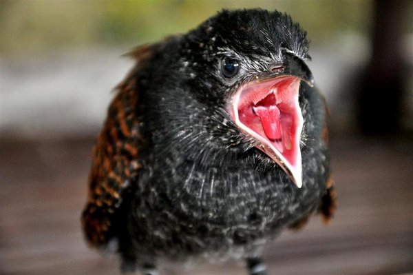 Giới thiệu về Bìm Bịp ngâm rượu