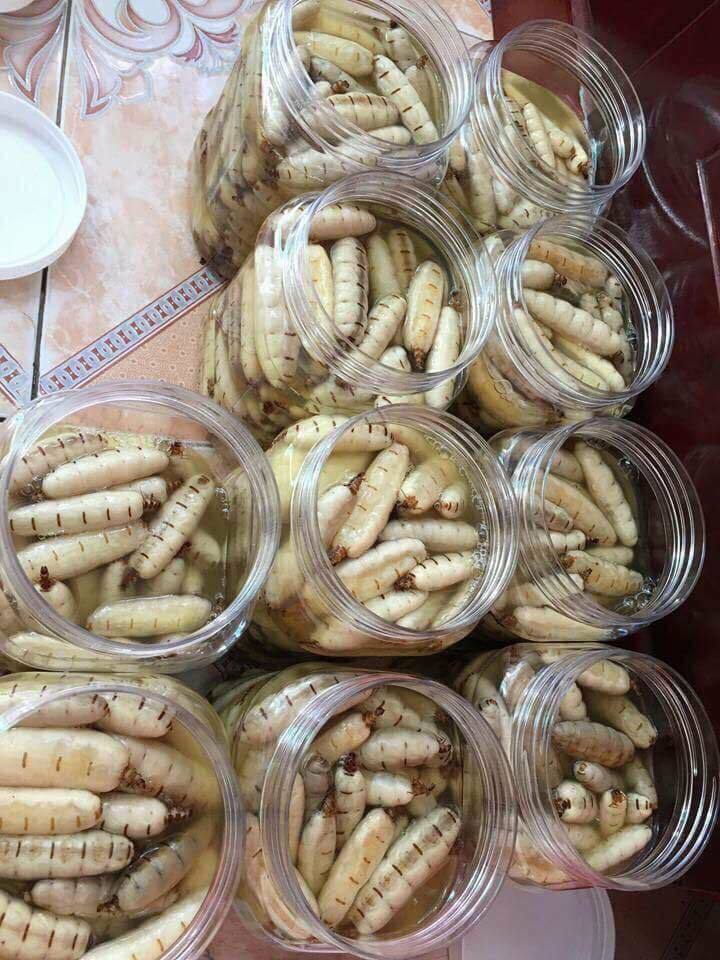 Tác dụng của mối chúa đối với cơ thể