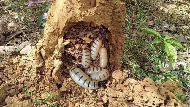 Giới thiệu về Mối chúa ngâm rượu 