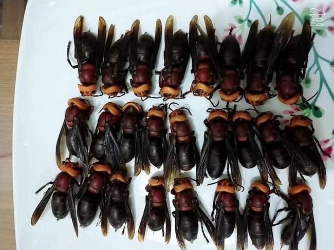 Giới thiệu về Ong đất ngâm rượu 