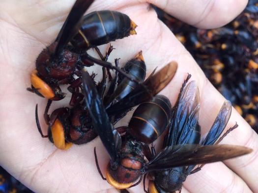 Ong đất ngâm rượu - 600k/kg