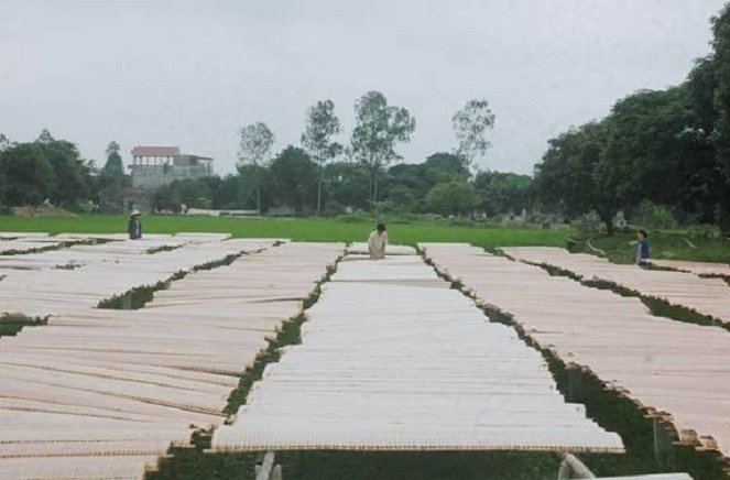 Địa chỉ mua bánh đa nem làng Chều tại Cần Thơ