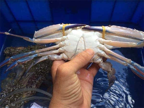 Địa chỉ mua ghẹ lột Phú Quốc tại Hà Nội