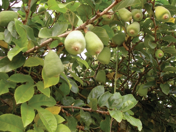 Quả trâu cổ ngâm rượu  - 100k/kg 