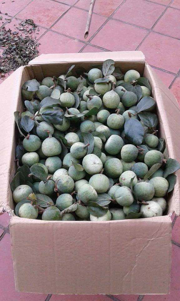 Lợi ích của quả trâu cổ