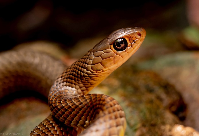 Rắn ráo tại Hà Nội - 600k/kg 