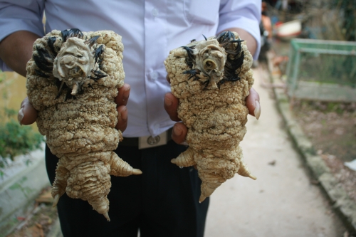 giới thiệu và công dụng của chân gà đông tảo