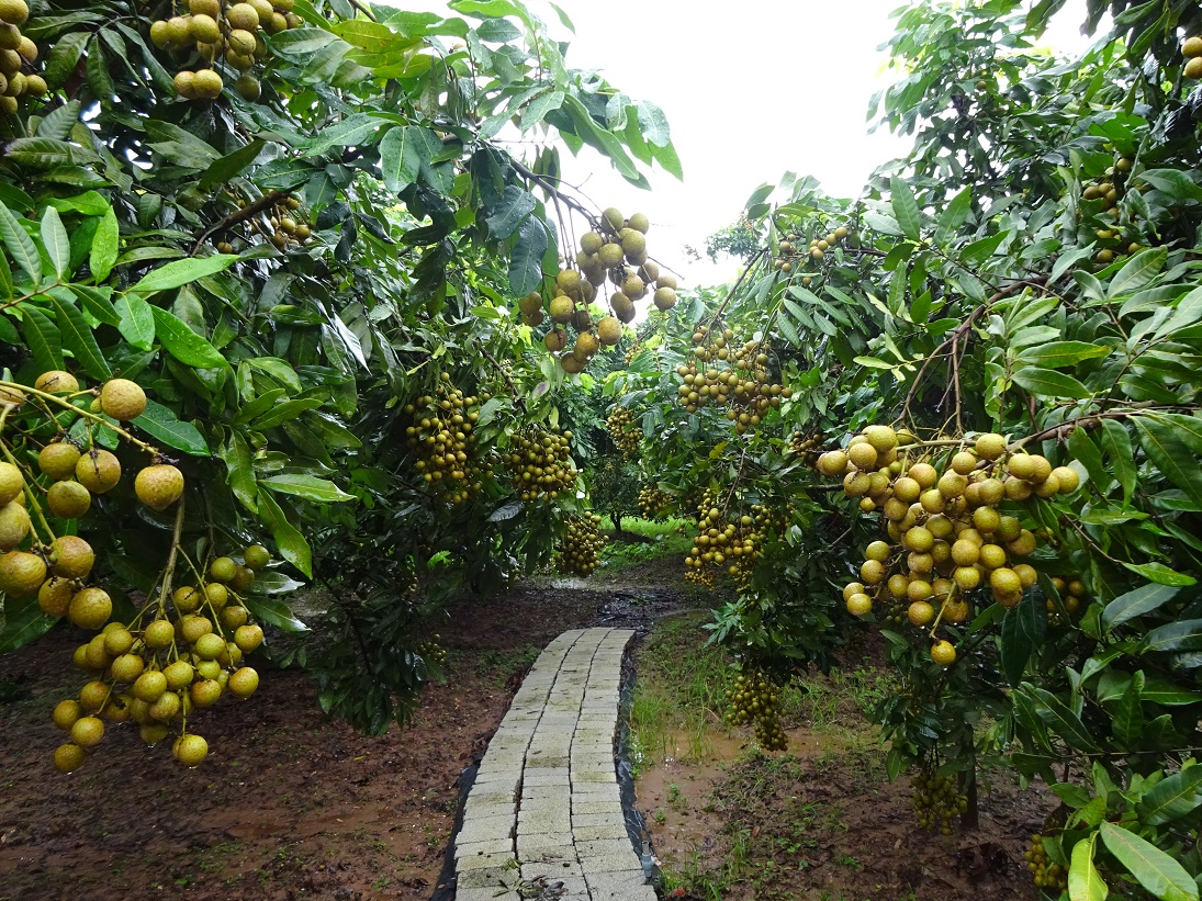 Vườn nhãn lồng