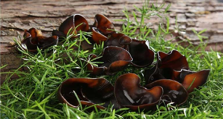 Mô tả dược liệu Mộc nhĩ