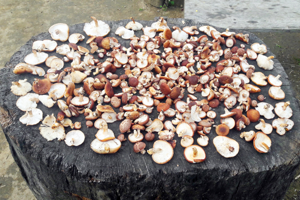 NẤM HƯƠNG CÓ TÁC DỤNG GÌ?