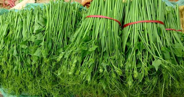 cây su su tam đảo